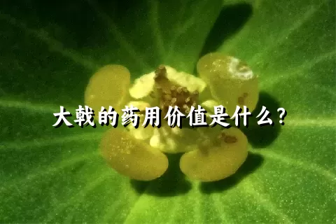 大戟的药用价值是什么？