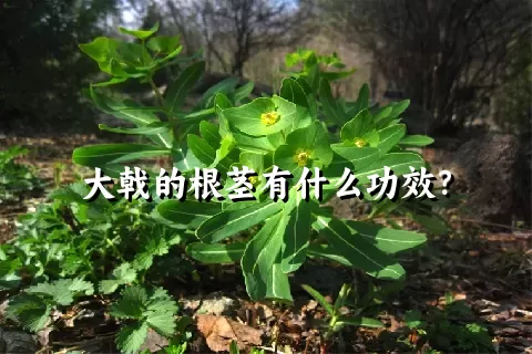 大戟的根茎有什么功效？