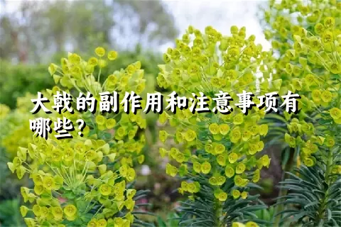 大戟的副作用和注意事项有哪些？