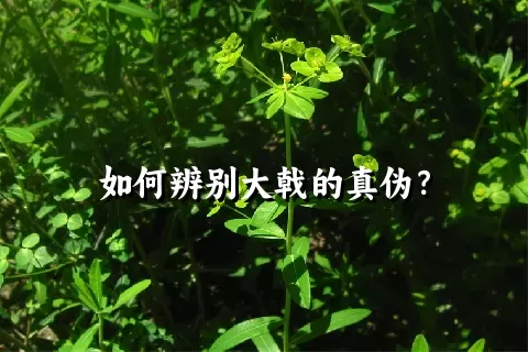 如何辨别大戟的真伪？