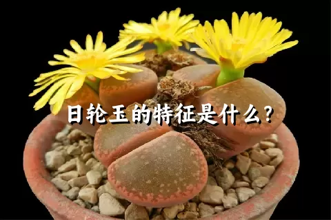 日轮玉的特征是什么？