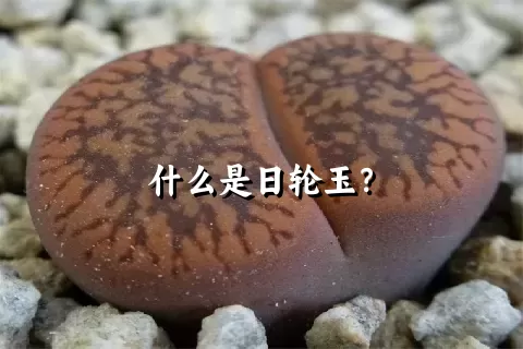 什么是日轮玉？