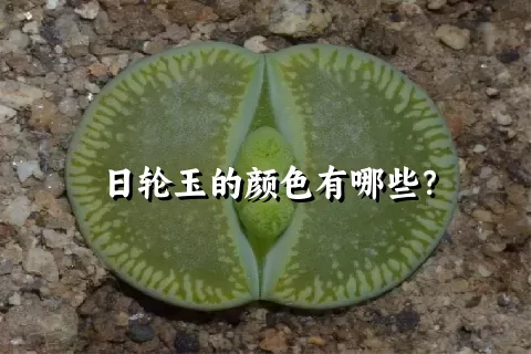 日轮玉的颜色有哪些？