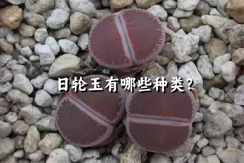 日轮玉有哪些种类？