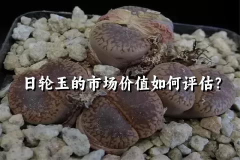 日轮玉的市场价值如何评估？