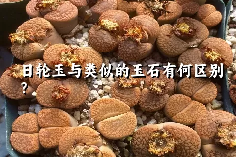 日轮玉与类似的玉石有何区别？