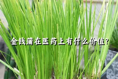 金钱蒲在医药上有什么价值？