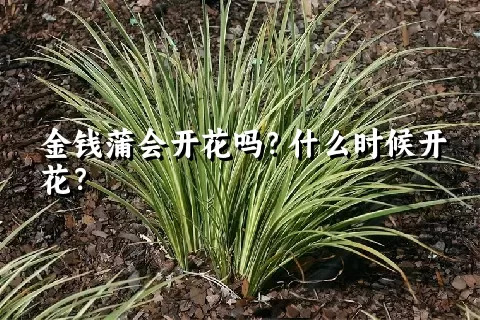 金钱蒲会开花吗？什么时候开花？