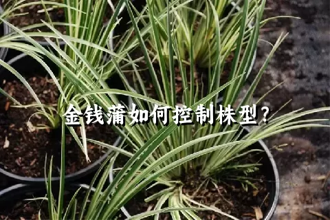 金钱蒲如何控制株型？