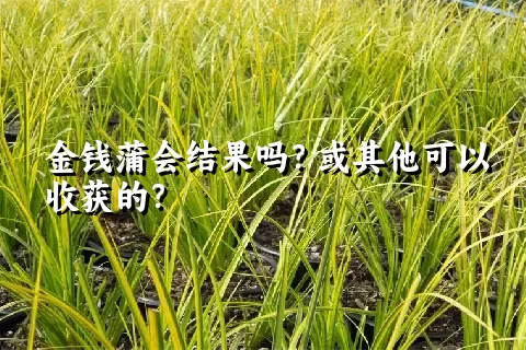 金钱蒲会结果吗？或其他可以收获的？