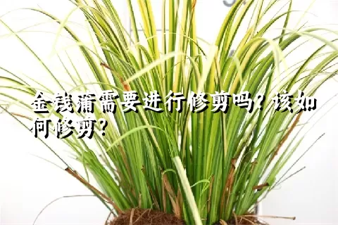 金钱蒲需要进行修剪吗？该如何修剪？