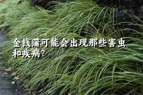 金钱蒲可能会出现那些害虫和疾病？