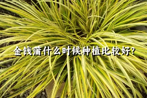 金钱蒲什么时候种植比较好？