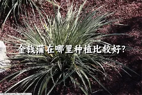 金钱蒲在哪里种植比较好？