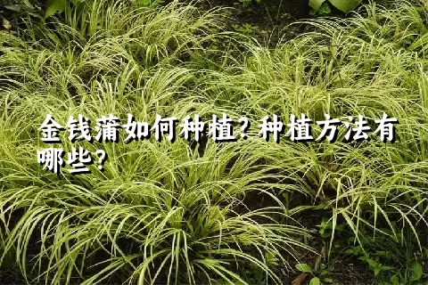 金钱蒲如何种植？种植方法有哪些？