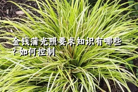 金钱蒲光照要求知识有哪些？如何控制