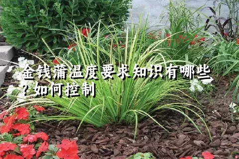 金钱蒲温度要求知识有哪些？如何控制