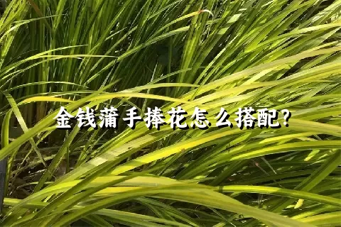 金钱蒲手捧花怎么搭配？