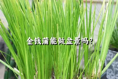 金钱蒲能做盆景吗？