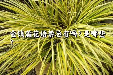 金钱蒲花语禁忌有吗？是哪些？