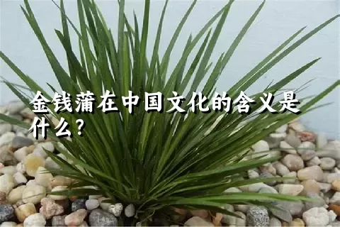 金钱蒲在中国文化的含义是什么？