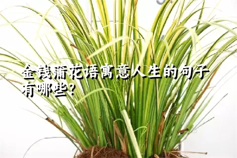 金钱蒲花语寓意人生的句子有哪些？