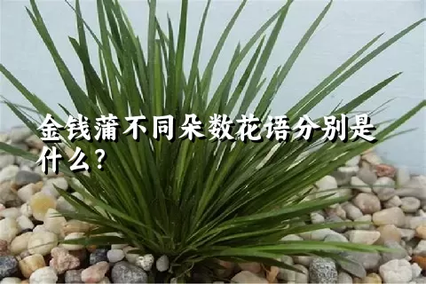 金钱蒲不同朵数花语分别是什么？