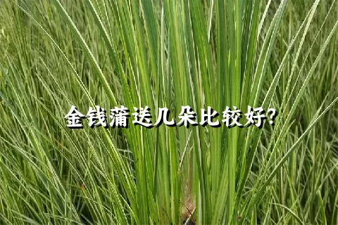 金钱蒲送几朵比较好？