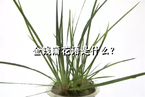 金钱蒲花语是什么？