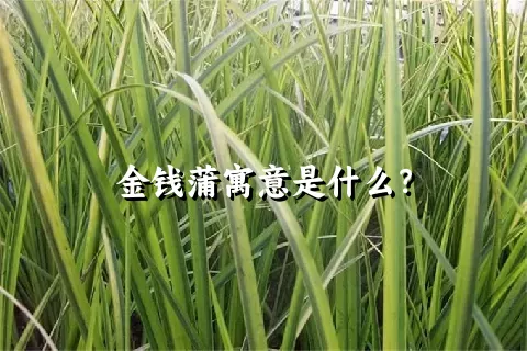 金钱蒲寓意是什么？