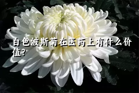 白色波斯菊在医药上有什么价值？