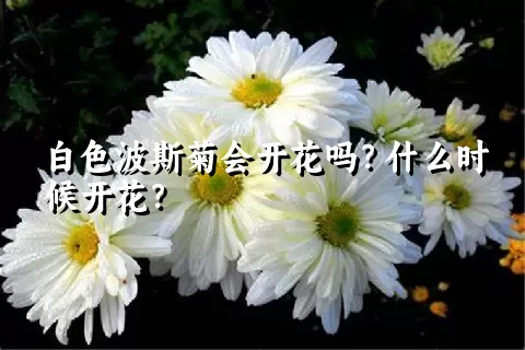 白色波斯菊会开花吗？什么时候开花？