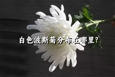 白色波斯菊分布在哪里?