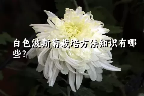 白色波斯菊栽培方法知识有哪些？