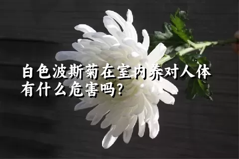 白色波斯菊在室内养对人体有什么危害吗？