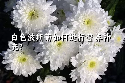 白色波斯菊如何进行营养补充？