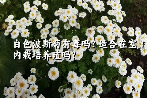 白色波斯菊有毒吗？适合在室内栽培养殖吗？