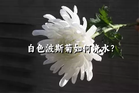 白色波斯菊如何浇水？