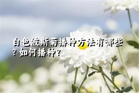 白色波斯菊播种方法有哪些？如何播种？