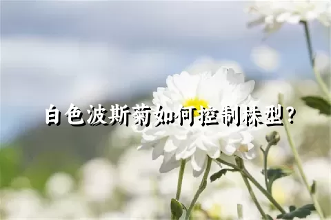 白色波斯菊如何控制株型？