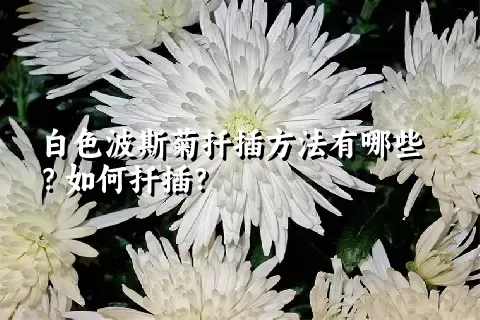 白色波斯菊扦插方法有哪些？如何扦插？