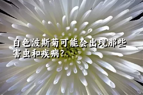 白色波斯菊可能会出现那些害虫和疾病？