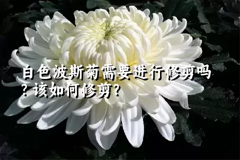 白色波斯菊需要进行修剪吗？该如何修剪？