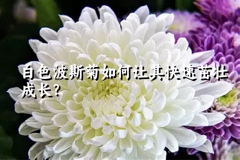 白色波斯菊如何让其快速茁壮成长？