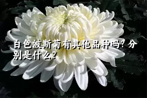 白色波斯菊有其他品种吗？分别是什么？