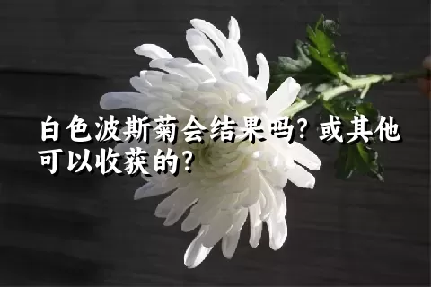 白色波斯菊会结果吗？或其他可以收获的？