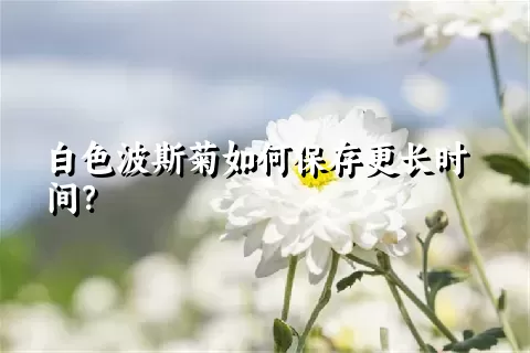 白色波斯菊如何保存更长时间？