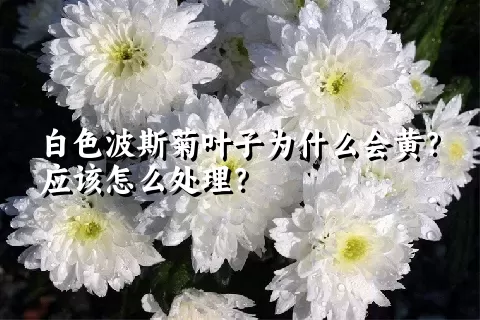 白色波斯菊叶子为什么会黄？应该怎么处理？