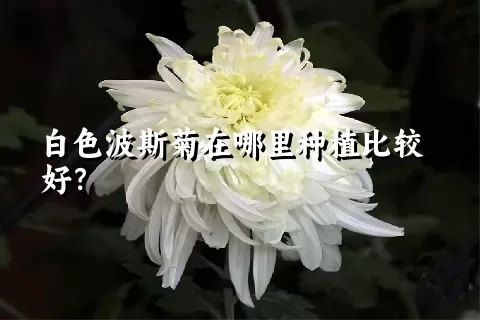 白色波斯菊在哪里种植比较好？