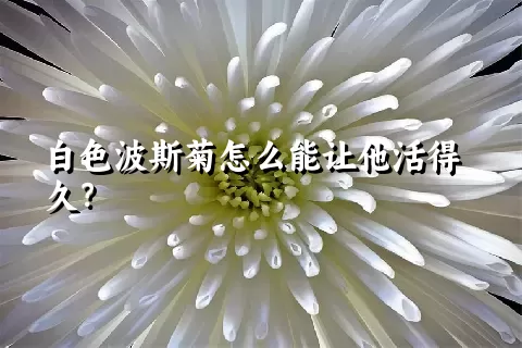 白色波斯菊怎么能让他活得久？